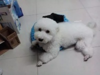 宠物美容不仅是为了好看，更是为了健康！