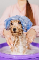 宠物美容大生意之美容全攻略