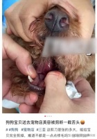 女子带宠物狗去宠物店做美容，狗的舌头被剪一截，索赔5000元