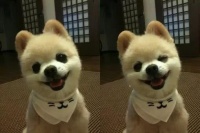 带狗狗去宠物店美容之前，这四个问题你一定要清楚