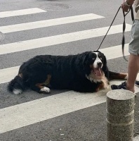 天太热给狗剃秃？不仅没用，还有这种危险