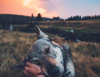 宠物狗寄养宠物店三天后离奇死亡，法官提醒消费者警惕网上的宠物托管生意