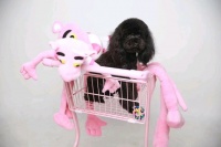 【图片】长沙家庭寄养【宠物狗狗吧】