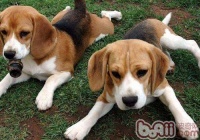 寄养宠物狗多少钱一天？