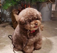 血槽已空！哥哥姐姐们，我真的不是毛绒玩具啊！