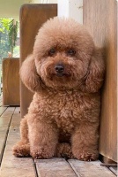 养一只玩具贵宾犬，2020年最流行的宠物狗