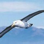 为什么那么多人喜欢宠物狗？毛绒玩具狗不是更好吗？【印度吧】