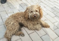 有谁知道这只宠物狗是什么品种，怎么看都像毛绒玩具