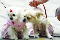 一高校举办宠物服装大赛 宠物狗舞台上秀“猫步”