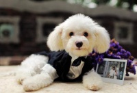 狗狗的医疗保健常识分享