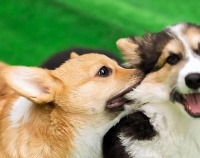 狗狗“传宗接代”前，做好这5件事，后代才会更优秀