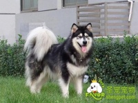 狗狗的发情与交配周期