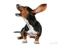 简介狗狗的几种繁殖方式