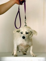 狗狗一年能生几次？