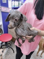 宠物狗狗在繁殖场和在我家的区别？只要有爱都会变得可爱！