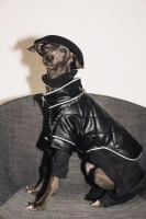 上海一宠物狗拍时尚大片惊艳网友，主人：天生的模特！