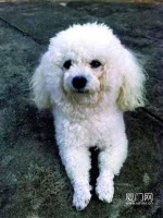 宠物狗相爱私奔:贵宾犬护“女友”命丧车下