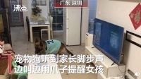 宠物狗帮女孩监听望风家长， 网友：惯犯无疑了