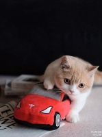 国际爱猫日，盘点对宠物友好的“汽车”