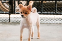 探秘宠物狗用品宝库：从日常护理到高端享受，一网打尽！