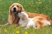 日本宠物狗越来越长寿 高龄犬用品纷纷登场