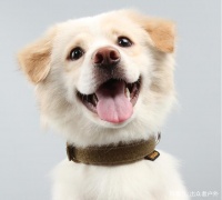 养宠物狗怎样选购宠物用品？出众者户外用品告诉您