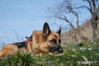 遛狗时不走路的5大理由！这样应对，让走路变得更愉快