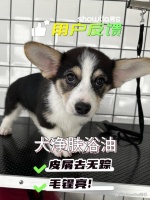 怎样的宠物洗护产品能让狗狗皮屑去无踪？