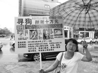 女子花60元所买宠物狗走失&nbsp;悬赏10万寻找