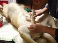 关于狗狗绝育手术，一定要注意这“4个方面”