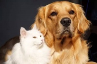 狗狗绝育后会变自卑，这是真的吗？