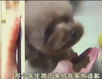 一女子的宠物狗做节育手术时挂了，向医生索赔10万并要求下跪道歉