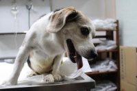 狗狗、猫咪绝育的注意事项有哪些？