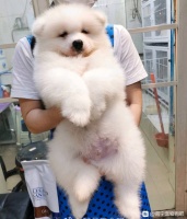 【图片】微笑天使萨摩耶弟弟40斤已绝育【南宁宠物狗吧】