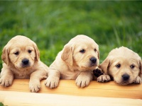 狗狗绝育的相关介绍