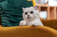 养只乖巧小狗狗，吃喝玩乐不用愁｜萌宠寻人启示