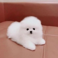 领养宠物狗纯种