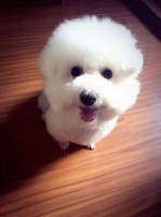 小比熊化身搜救犬成功解救被困金毛