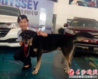 长沙女子捡到宠物狗 步行10公里为它找主人