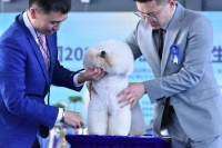 国内顶级赛犬齐聚！CKU全犬种冠军展&犬运动大赛即墨落幕