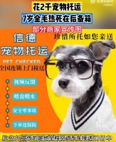 花1900托运金毛热死在后备箱：商家仅愿退还运费