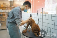 新年脚步临近，苏城萌宠旅馆“一床难求”