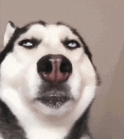 【萌宠】有着25条二哈的哈士奇主题咖啡馆，顾客随便撸！