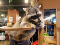 请宠物喝杯咖啡，是门好生意？