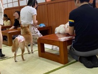 左手咖啡奶茶，右手撸猫逗狗，宠物主题餐厅安全吗？