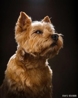 摄影师拍摄了一组的狗狗写真照，每张都很美，看完都想养一只了！