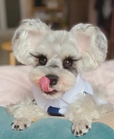 睫毛精？打扮精致的雪纳瑞像极了现实版芭比娃娃，就是小仙女呀！