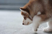 给宠物狗拍照的小窍门