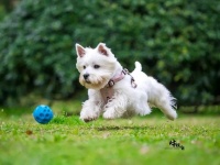 给自家萌宠拍美照 宠物狗拍摄指南