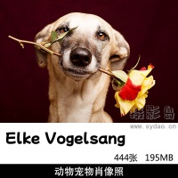 444张动物宠物狗狗肖像摄影作品集欣赏，摄影师Elke Vogelsang作品图片审美提升素材